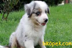 Türkiyenin En Mükemmel Border Collie Yavruları 1