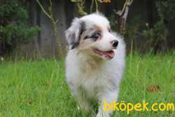 Türkiyenin En Mükemmel Border Collie Yavruları 5