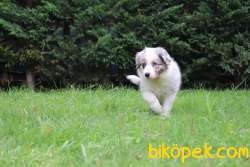 Türkiyenin En Mükemmel Border Collie Yavruları 3