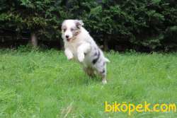 Türkiyenin En Mükemmel Border Collie Yavruları 4