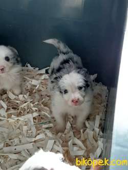 Türkiyenin En Ozel Blue Marley Border Collie Yavruları 2