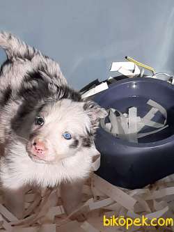 Türkiyenin En Ozel Blue Marley Border Collie Yavruları 5