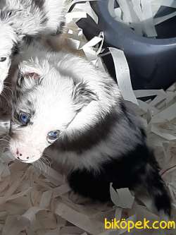 Türkiyenin En Ozel Blue Marley Border Collie Yavruları 4