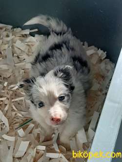 Türkiyenin En Ozel Blue Marley Border Collie Yavruları 3