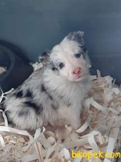 Türkiyenin En Ozel Blue Marley Border Collie Yavruları 1
