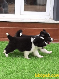 Türkiyenin En Özel BORDER COLLIE  Yavruları 3