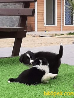 Türkiyenin En Özel BORDER COLLIE  Yavruları 2
