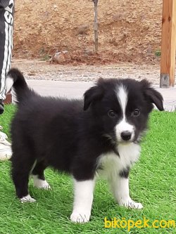 Türkiyenin En Özel BORDER COLLIE  Yavruları 5