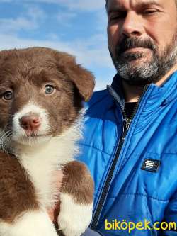 Türkiyenin En Özel Border Collie Yavrusu 4