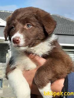 Türkiyenin En Özel Border Collie Yavrusu 2