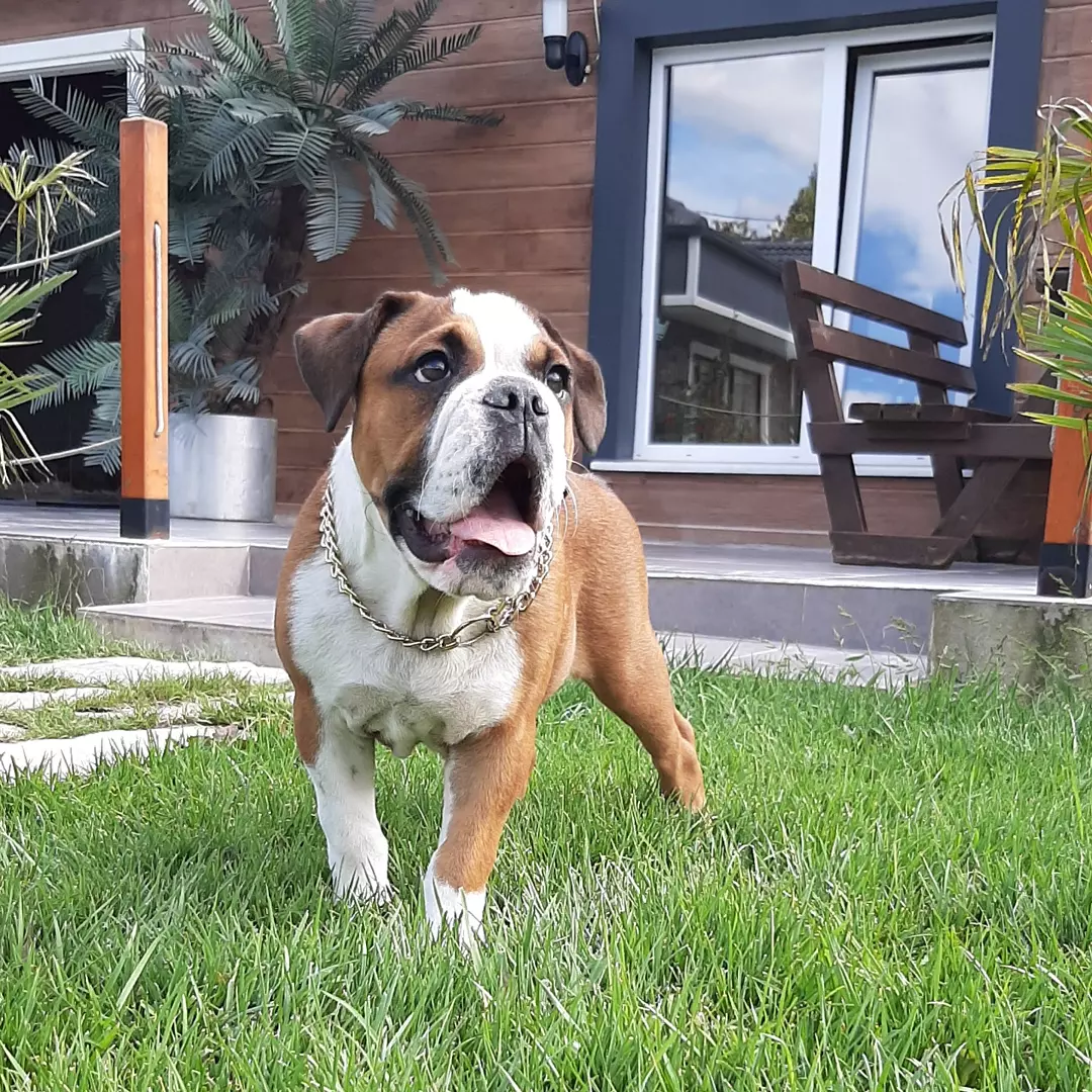 Türkiyenin En Özel Ingiliz Bulldog Yavrusu 3