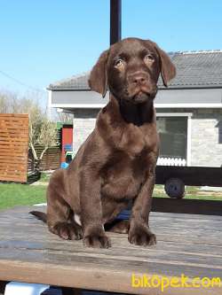 TÜRKİYENIN EN ÖZEL LABRADOR RETRIEVER YAVRULARI 4