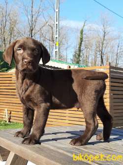 TÜRKİYENIN EN ÖZEL LABRADOR RETRIEVER YAVRULARI 3