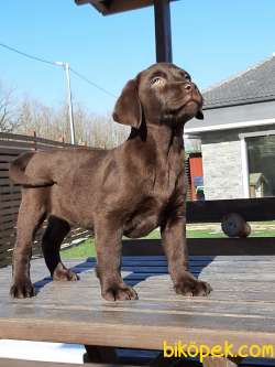 TÜRKİYENIN EN ÖZEL LABRADOR RETRIEVER YAVRULARI 2