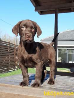 TÜRKİYENIN EN ÖZEL LABRADOR RETRIEVER YAVRULARI 1