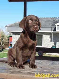 TÜRKİYENIN EN ÖZEL LABRADOR RETRIEVER YAVRULARI 5