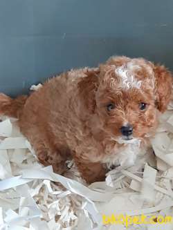 TÜRKİYENİN EN ÖZEL MALTİPO  YAVRULARI 5