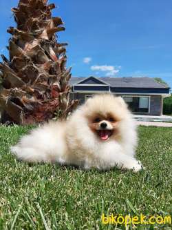Türkiyenin En Özel Pomeranian Boo Yavruları 4