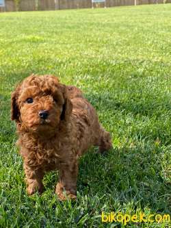 TÜRKİYENİN EN ÖZEL RED BROWN POODLE YAVRULARİ SİZLERİ BEKLİYOR