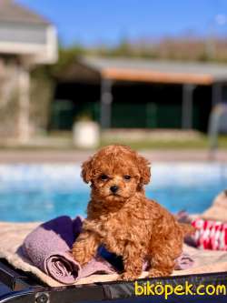 TÜRKİYENİN EN ÖZEL RED BROWN POODLE YAVRULARİ SİZLERİ BEKLİYOR 1