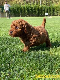 TÜRKİYENİN EN ÖZEL RED BROWN POODLE YAVRULARİ SİZLERİ BEKLİYOR