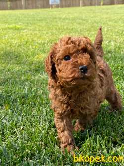 TÜRKİYENİN EN ÖZEL RED BROWN POODLE YAVRULARİ SİZLERİ BEKLİYOR 5