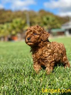 TÜRKİYENİN EN ÖZEL RED BROWN POODLE YAVRULARİ SİZLERİ BEKLİYOR 3