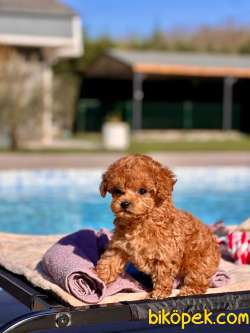 TÜRKİYENİN EN ÖZEL RED BROWN POODLE YAVRULARİ SİZLERİ BEKLİYOR 4