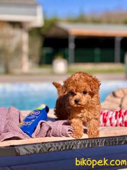 TÜRKİYENİN EN ÖZEL RED BROWN POODLE YAVRULARİ SİZLERİ BEKLİYOR 3