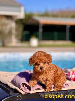 TÜRKİYENİN EN ÖZEL RED BROWN POODLE YAVRULARİ SİZLERİ BEKLİYOR 5