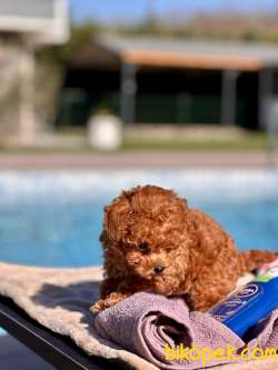 TÜRKİYENİN EN ÖZEL RED BROWN POODLE YAVRULARİ SİZLERİ BEKLİYOR 2