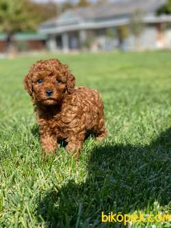 TÜRKİYENİN EN ÖZEL RED BROWN POODLE YAVRULARİ SİZLERİ BEKLİYOR 2