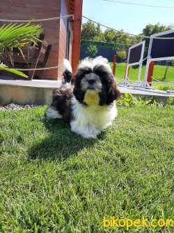 Turkiyenin En Özel Shih Tzu  Yavrulari 1