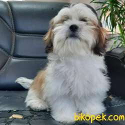 Turkiyenin En Özel Shih Tzu  Yavrulari 3