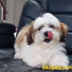 Turkiyenin En Özel Shih Tzu  Yavrulari 2