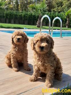 TÜRKIYENIN EN ÖZEL TOY POODLE YAVRULARI 1