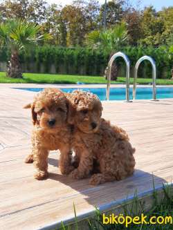 TÜRKIYENIN EN ÖZEL TOY POODLE YAVRULARI 4