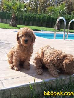 TÜRKIYENIN EN ÖZEL TOY POODLE YAVRULARI 5