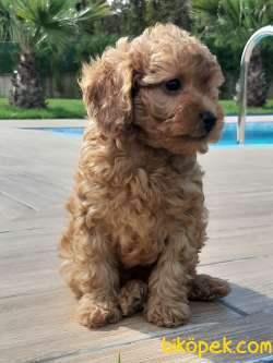 TÜRKIYENIN EN ÖZEL TOY POODLE YAVRULARI 2
