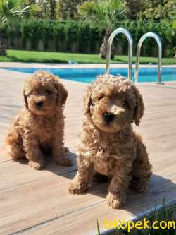 TURKİYENİN EN ÖZEL TOY POODLE YAVRULARI 4