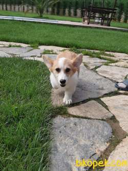 TÜRKİYENİN EN ÖZEL WELSH CORGI YAVRULARI 3