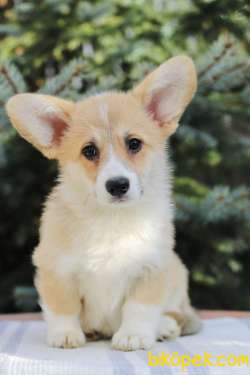 TÜRKİYENİN EN ÖZEL WELSH CORGI YAVRULARI