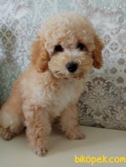 Türkiyenin Tek Dev Poodle Yavruları 2