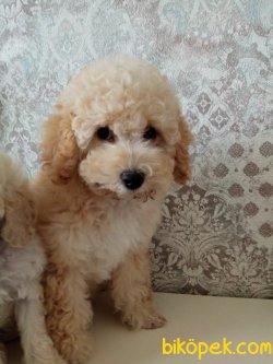 Türkiyenin Tek Dev Poodle Yavruları 3