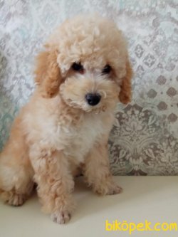 Türkiyenin Tek Dev Poodle Yavruları 4