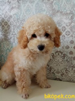 Türkiyenin Tek Dev Poodle Yavruları 1