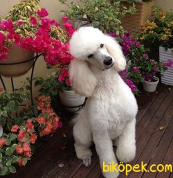 TÜRKÜYEDE TEK STANDART(DEV) POODLE 1