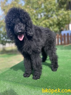 TÜRKÜYEDE TEK STANDART(DEV) POODLE 3