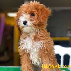 Türünün En Iyisi 3 Aylık DİŞİ MALTİPOO Yavrumuz 3