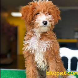 Türünün En Iyisi 3 Aylık DİŞİ MALTİPOO Yavrumuz 2